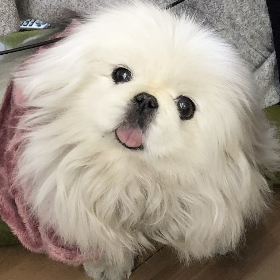 ふみちゃんの椿ちゃん