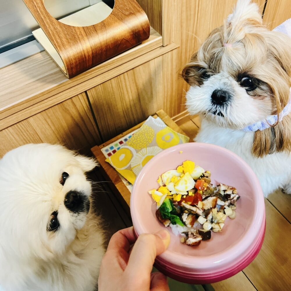 ふみちゃんわんこごはん