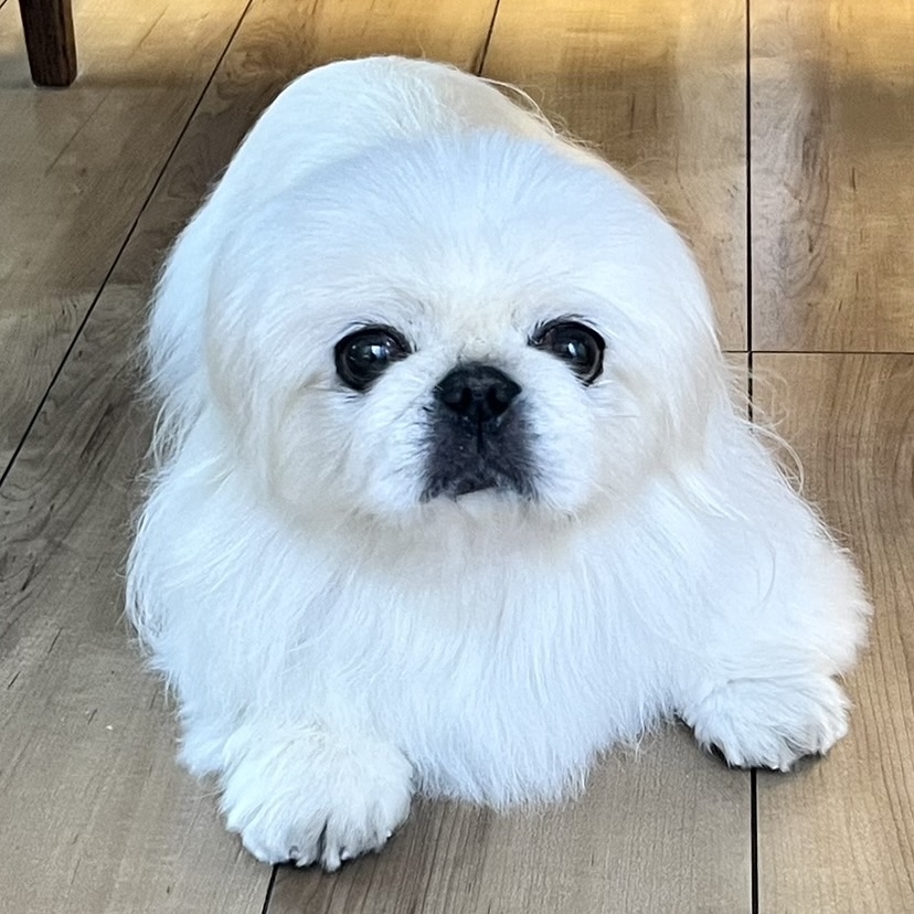 ふみちゃんの凜ちゃん②